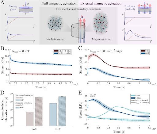Monodon - Magnetic‐Driven Viscous Mechanisms in Ultra‐Soft Magnetorheological Elastomers Offer History‐Dependent Actuation with Reprogrammability Options
