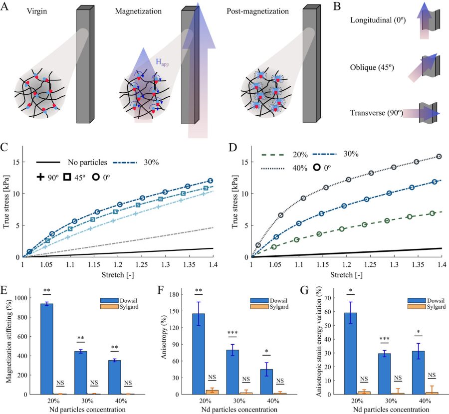 Monodon - Topology and Material Optimization in Ultra‐Soft Magneto‐Active Structures: Making Advantage of Residual Anisotropies