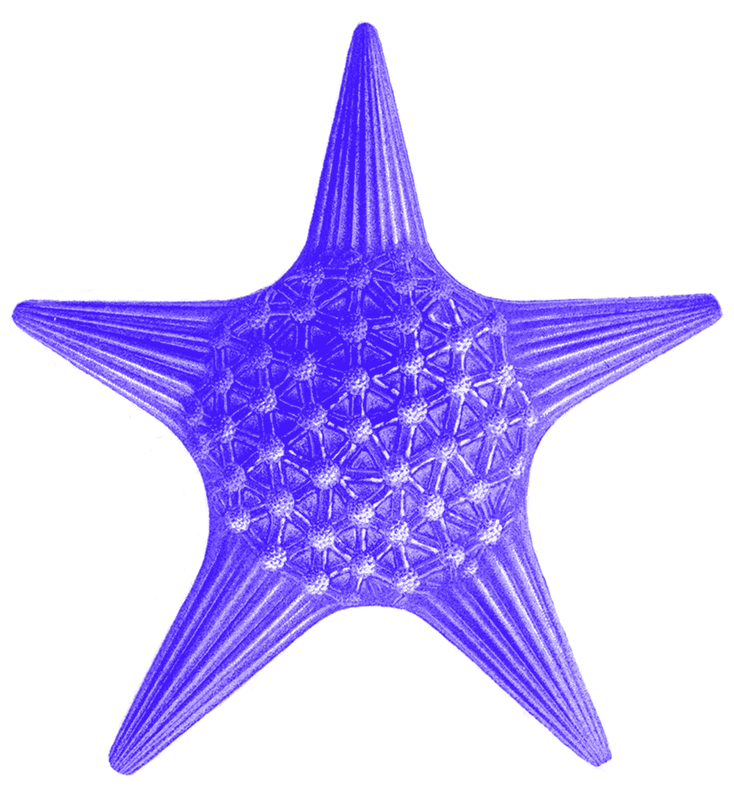 Monodon - 