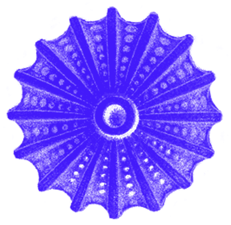 Monodon - 